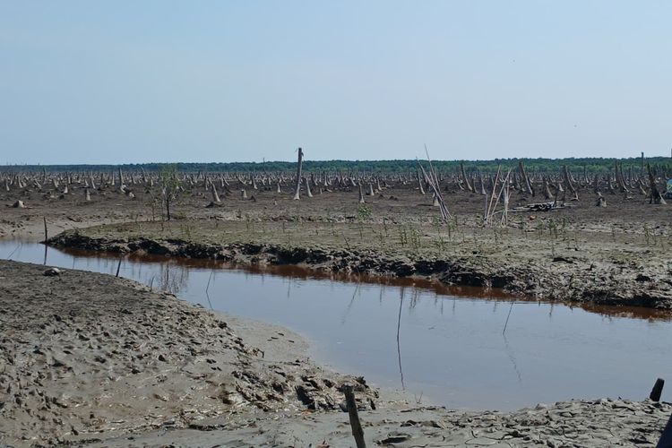 Lahan kebun kelapa yang rusak akibat abrasi air laut di Desa Kuala Selat, Indragiri Hilir, Riau