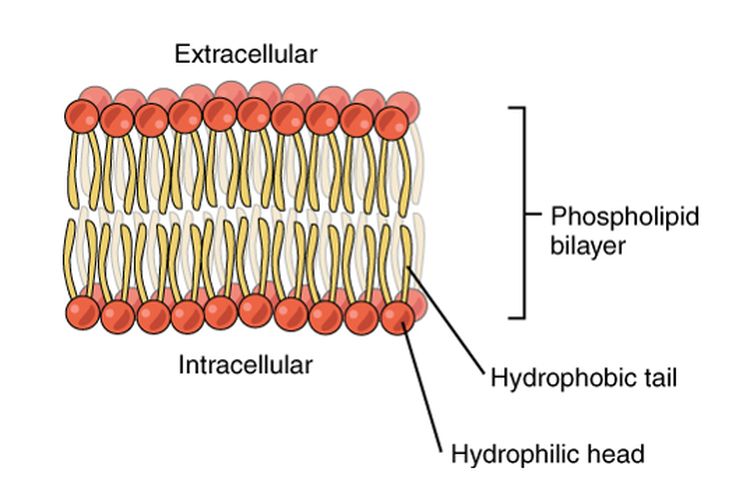 Mengapa Membran Plasma Bersifat Semipermeabel?