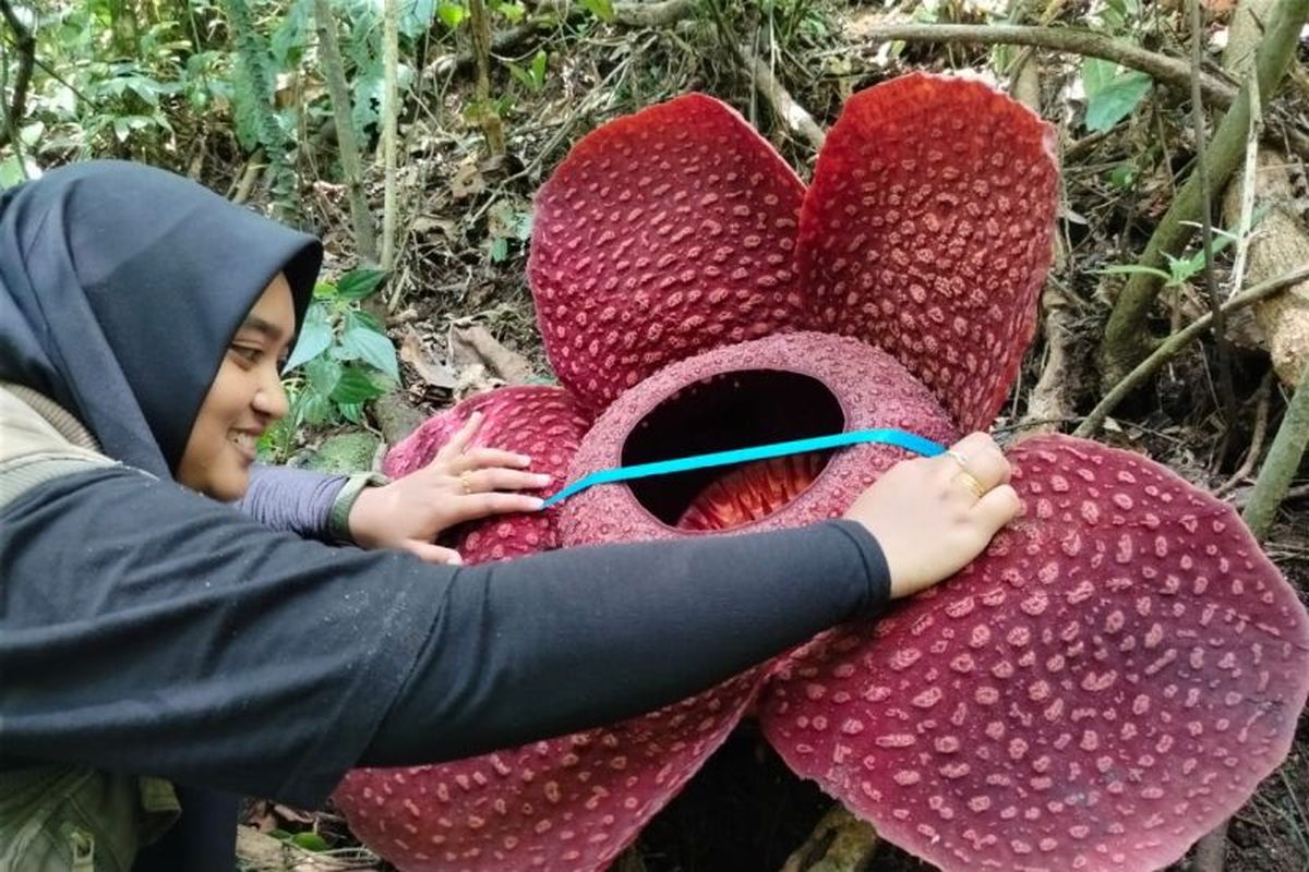 Pengendali Ekosistem Balai Konservasi Sumber Daya Alam (BKSDA) Sumbar Dania Sintia sedang mengukur bunga Rafflesia tuan-mudae di Cagar Alam Maninjau Jorong Marambuang, Nagari atau Desa Baringin, Kecamatan Palembayan, Kabupaten Agam, Sumbar, Selasa (30/7/2024).