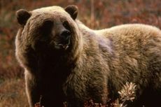 Polisi Montana Cari Beruang Grizzly yang Bunuh Pesepeda