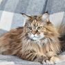 Mengenal Ras Kucing Siberia, Karakteristik dan Cara Perawatannya
