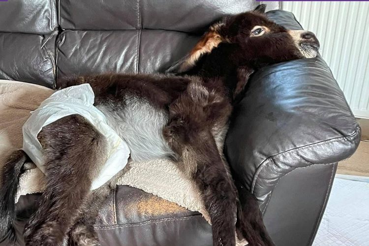Seekor keledai yang baru lahir ditolak oleh induknya dan kini dipindahkan ke rumah setelah mendapat seorang ibu manusia sebagai pengganti.
