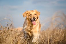 3 Jenis Anjing Golden Retriever Beserta Perbedaan dan Sejarahnya