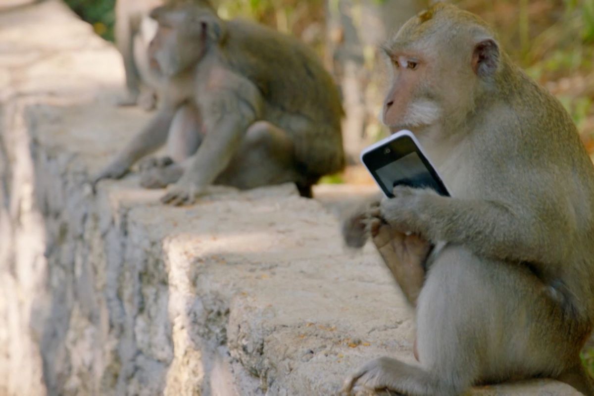 Monyet Uluwatu yang mencuri ponsel wisatawan
