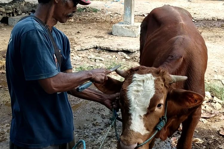 Pekerja salon sapi di Pasar Dimoro, Kota Blitar membersihkan tanduk dan kuku sapi, Rabu (14/6/2023)