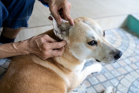 Penyebab, Gejala, dan Cara Mengusir Kutu pada Anjing