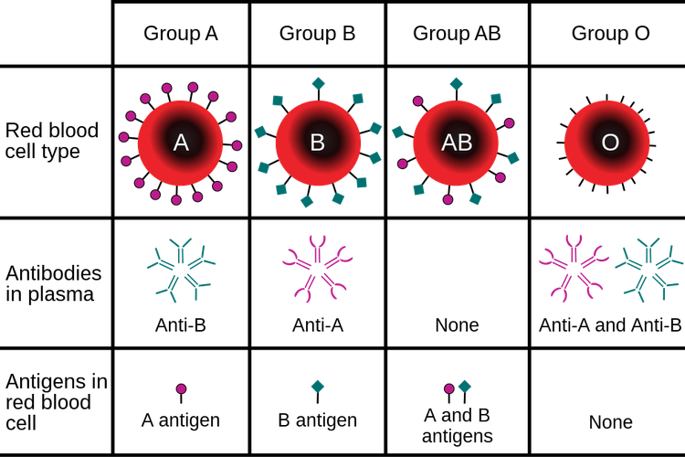 Golongan darah manusia beserta antigen dan antibodinya