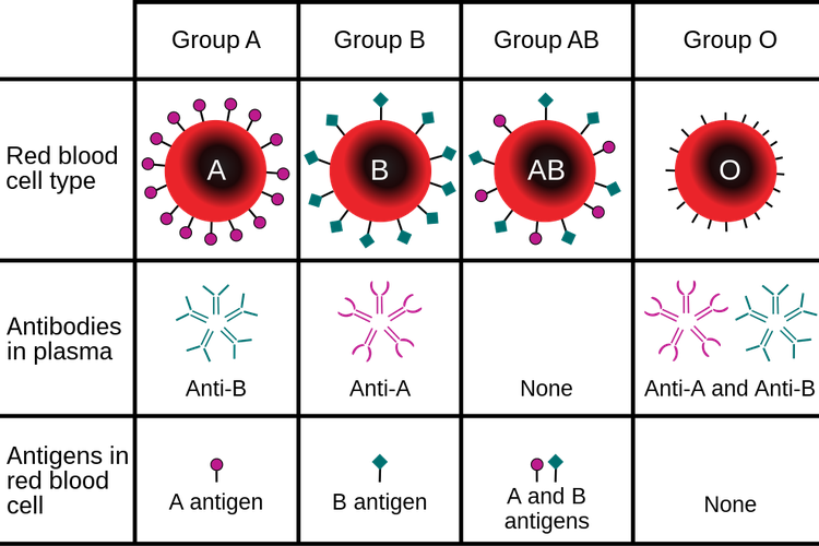 Foto Golongan Darah Manusia Jenis Dan Perannya Dalam Transfusi Darah
