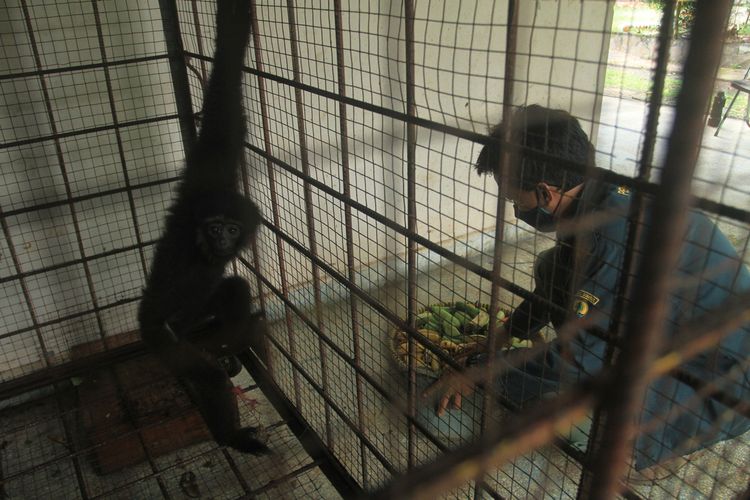 Petugas resort Punti Kayu Palembang memberikan makanan kepada siamang Sumatera hasil serahan masyarakat saat menjalani proses habituasi atau pengembalian sifat liarnya sebelum dilepas ke Suaka Margasatwa (SM) Isau-Isau Kabupaten Lahat, Sumatera Selatan, Senin (16/11/2020).