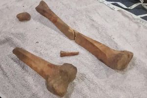 Tulang Manusia Terus Bermunculan di Pantai, Warga Merasa Keren