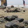 Bongkahan Batu Bara yang Terbawa Arus Kotori Pesisir Aceh Barat