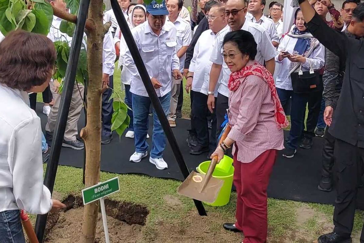 Dewan Pengarah Badan Riset dan Inovasi Nasional (BRIN) Megawati Soekarnoputri saat menanam pohon Bodhi di halaman Balairung, UGM.