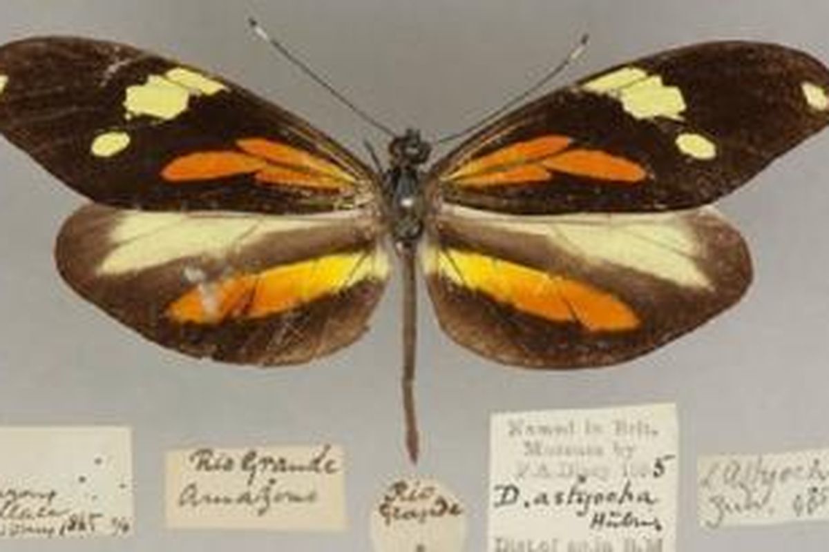 Kupu-kupu Dismorphia dari Amazon ditemukan oleh seorang pelajar magang. 