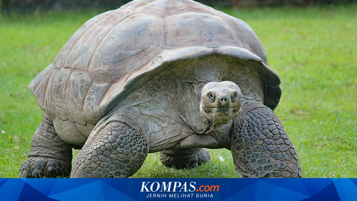 Kisah Kurakura Langka Berusia Hampir 100 Tahun Punya Keturunan untuk