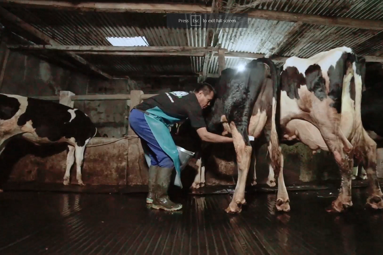 Kardani, salah seorang peternak sapi perah mitra KSG di Malang.