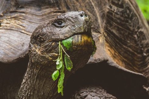 Tak Hanya Gajah, Kura-Kura Raksasa Juga Punya Ingatan Kuat