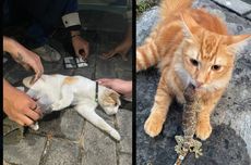 Viral, Foto Kucing Digigit Tokek, Benarkah Bisa Lepas dengan Tembakau?