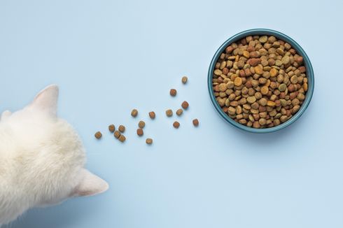 Kenapa Kucing Tidak Mau Makan? Cari Tahu Penyebab dan Solusinya Berikut Ini