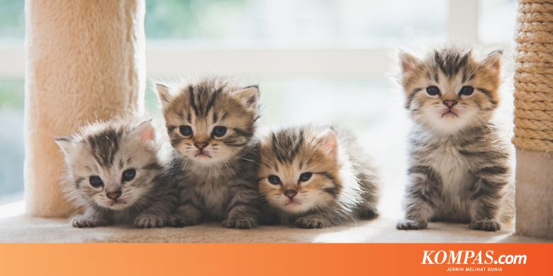 Efek Makanan Basah Untuk Kucing