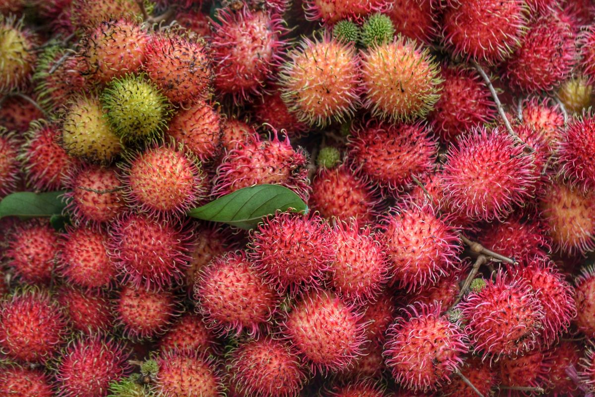 Ilustrasi buah rambutan.