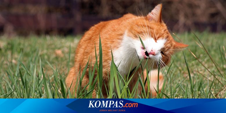 Cara Mencegah Agar Kucing Tak Bab Di Halaman Rumah Halaman All Kompas Com