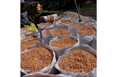 Cerita Desa Daenaa Gorontalo, Sukses Optimalkan Ladang Jagung dan Tingkatkan Inklusi Keuangan dengan AgenBRILink dan BRImo