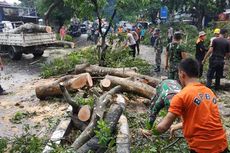 Hujan Lebat dan Angin Kencang di Mataram, 12 Pohon Tumbang Timpa Mobil dan Motor