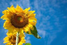 5 Manfaat Bunga Matahari bagi Kecantikan dan Kesehatan