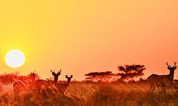 Satgas Inovasi Pembiayaan Taman Nasional: Konservasi atau Komodifikasi?