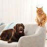 Mengapa Anjing dan Kucing Menggosokkan Pantatnya di Lantai?