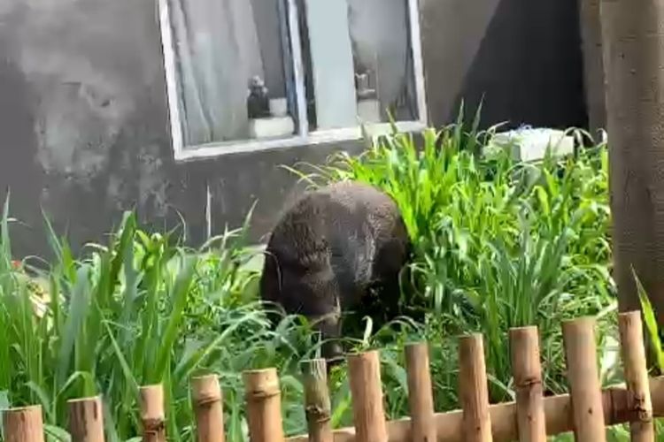 Babi hutan masuk ke permukiman dan menyerang warga Desa Pasirpogor, Bandung Barat, Selasa (14/6/2022).