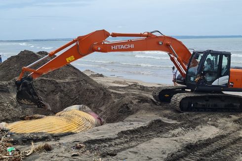 Petugas Berjaga Kuburan Paus, Khawatir Warga Ambil Tulang Belulang