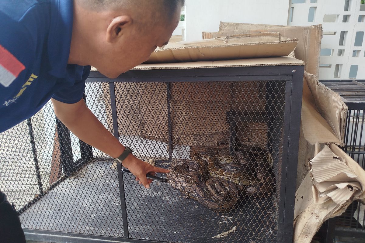 Petugas Damkar Banyuwangi menunjukkan ular yang sudah dievakuasi, Rabu (29/1/2025) 