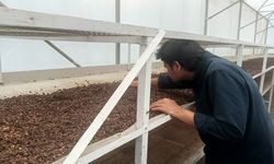 PGE Manfaatkan Panas Bumi untuk Keringkan Kopi hingga Budi Daya Ikan di Gunung