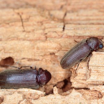 Ilustrasi kumbang furnitur atau furniture beetle. 