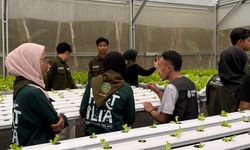 Petani Disabilitas di Bulukumba Raup Puluhan Juta dari Selada Hidroponik