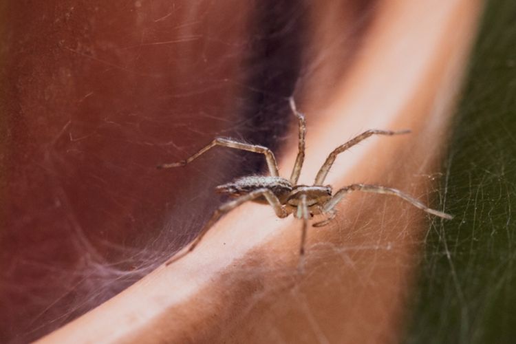 Ilustrasi laba-laba.