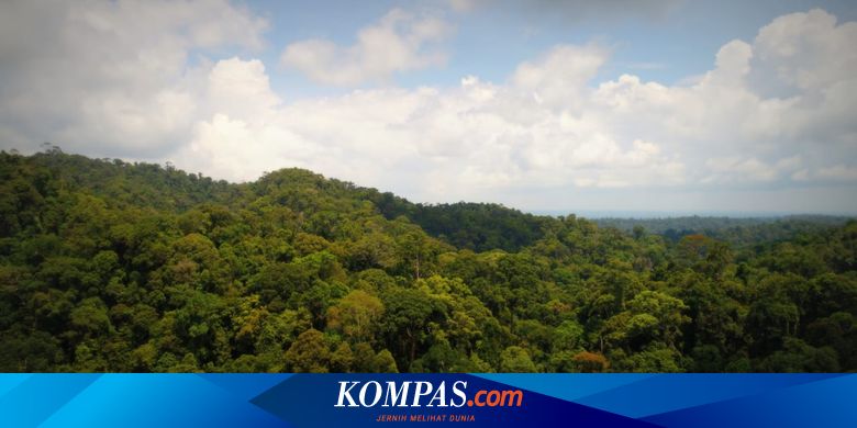 Alasan Bank Tolak Orang Rimba yang Hendak Menabung Uang Rp 1,5 Miliar - Vimarsana News