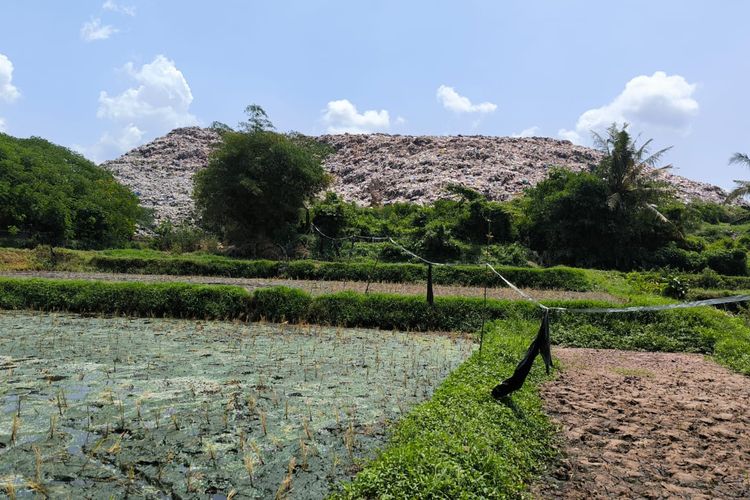 Sawah Petani di Jember Diduga Tercemar TPA, Dinas Uji Sampel Tanah