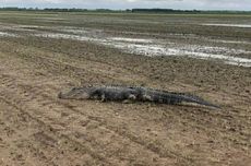 Banjir Besar Seret Buaya 3 Meter ke Sawah di Arkansas