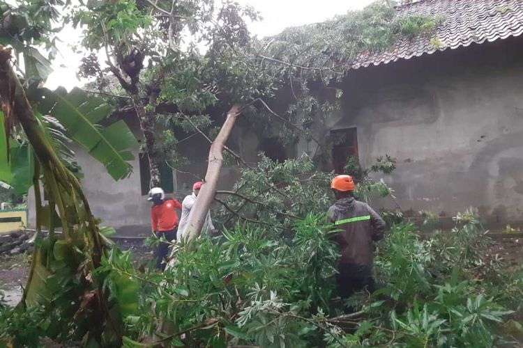 Rumah rusak akibat tertimpa pohon tumbang di Kabupaten Kulon Progo, Daerah Istimewa Yogyakarta. Kerusakan akibat kejatuhan pohon itu terjadi selagi hujan deras mengguyur Kulon Progo.