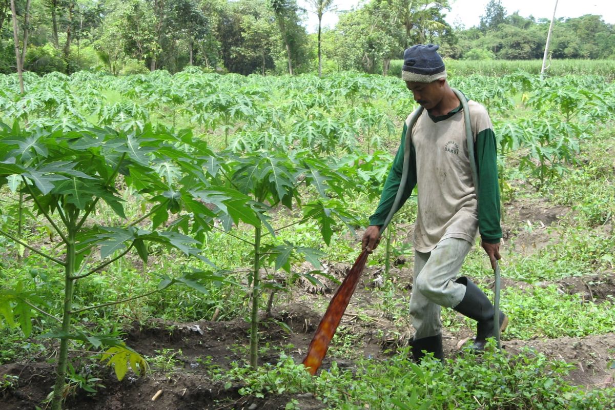 Petani menyemprot pupuk cair organik sebagai bagian dari by product atau produk samping sari tetes tebu untuk vetsin Sasa. Produksi pupuk organik cair dari produk sampingan pembuatan vetsin Sasa ada sejak 1990