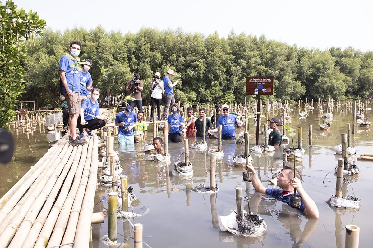 Enam duta besar dari Uni Eropa melakukan penanaman 75 pohon di Taman Wisata Alam (TWA) Mangrove Angke Kapuk, Jakarta Utara pada Sabtu (16/10/2021).