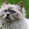 Alasan Kucing Suka Mengendus Semua Benda yang Berbau Tak Sedap