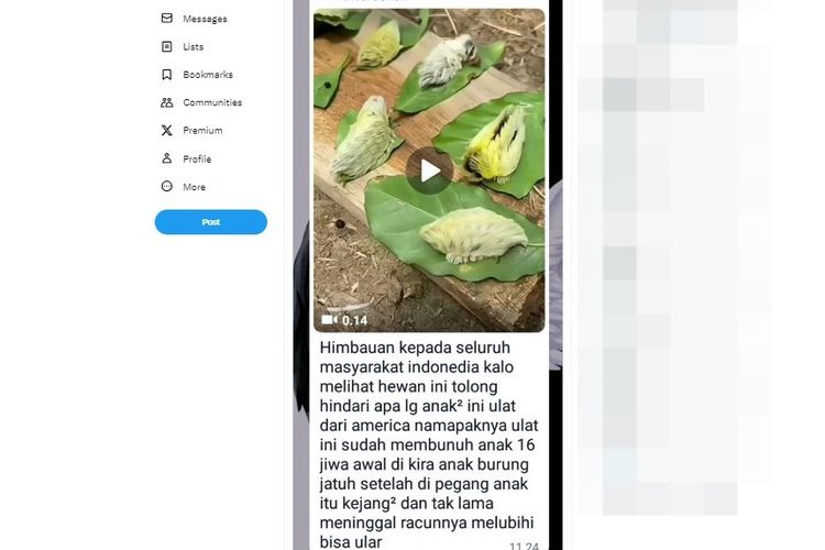 Ramai soal Ulat Bulu yang Disebut Sangat Beracun dan Mematikan, Ini Faktanya