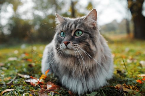 6 Penyebab Bulu Kucing Rontok dan Cara Mengatasinya