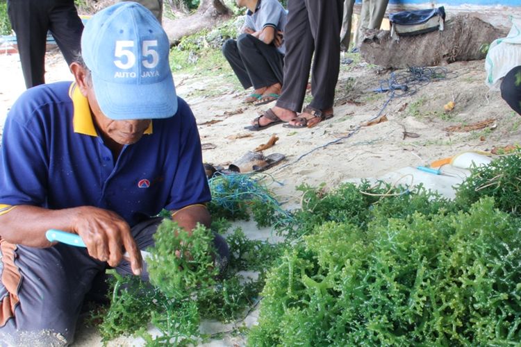 Para petani budidaya rumput laut di Kepulauan Seribu sedang memanen rumbut laut\' data-aligment=