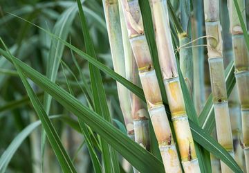 Bongkar Ratoon Tebu, Jalan Cepat Swasembada Gula