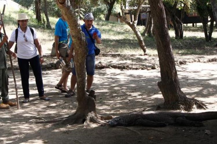 Wisatawan menyaksikan komodo di Pulau Rinca, Labuan Bajo, Kabupaten Manggarai Barat, Provinsi Nusa Tenggara Timur, Sabtu (10/5/2014).