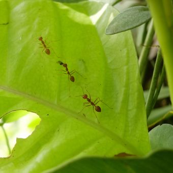 Ilustrasi semut di tanaman. 